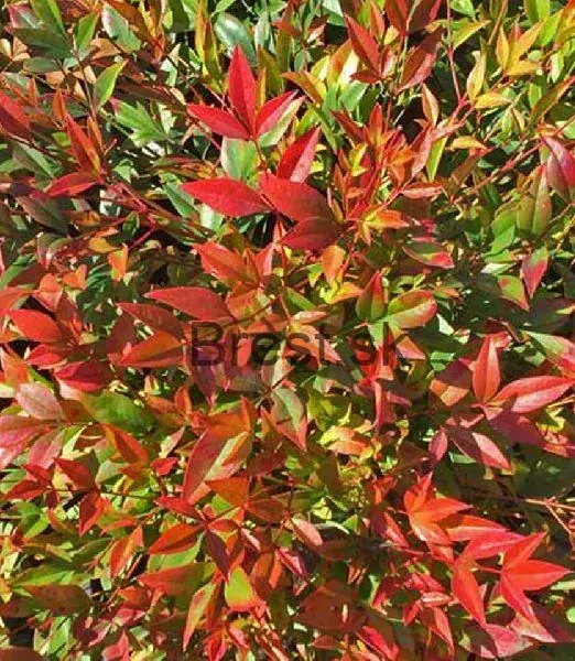 Nandina domestica 'Gulf Stream'